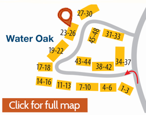24 Water Oak