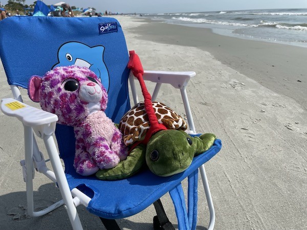 Purple the cat on a beach chair with a stuffed turtle at Palmetto Dunes Oceanfront Resort