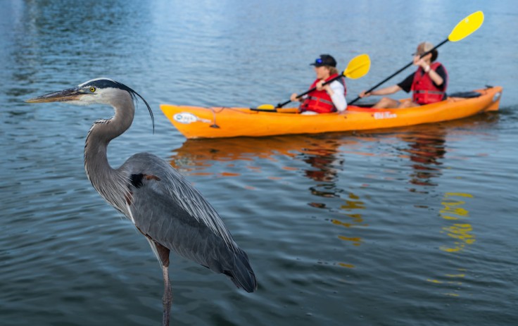 two boys kayaking with bird in the foreground