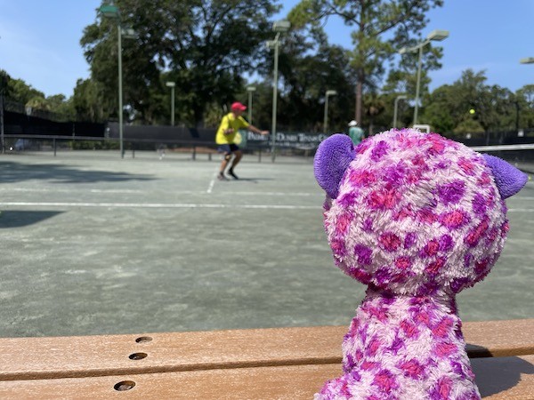Purple the cat watching people playing tennis at Palmetto Dunes