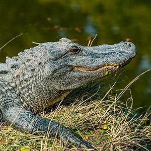 Alligator