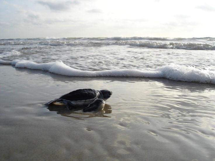 baby turtle returning to sea