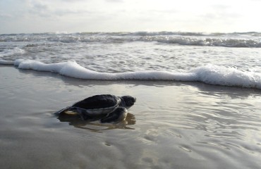 baby turtle returning to sea