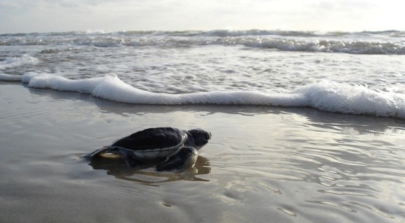 baby turtle returning to sea