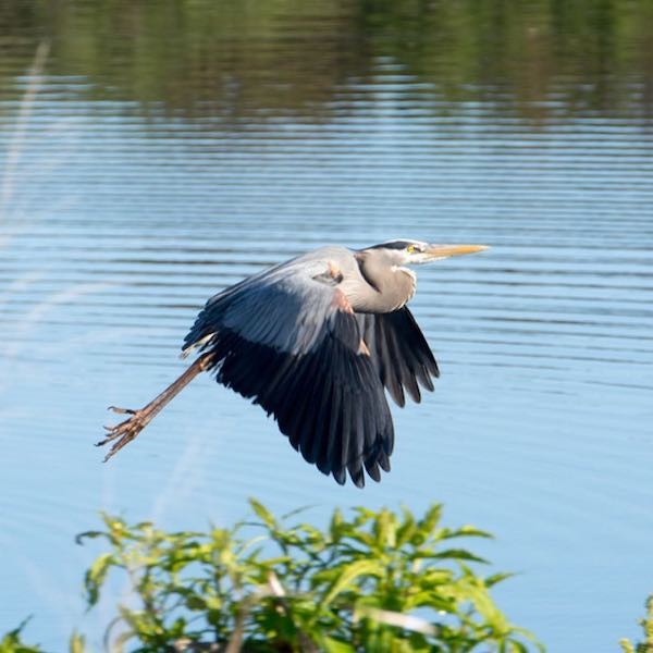 Blue Heron in flight